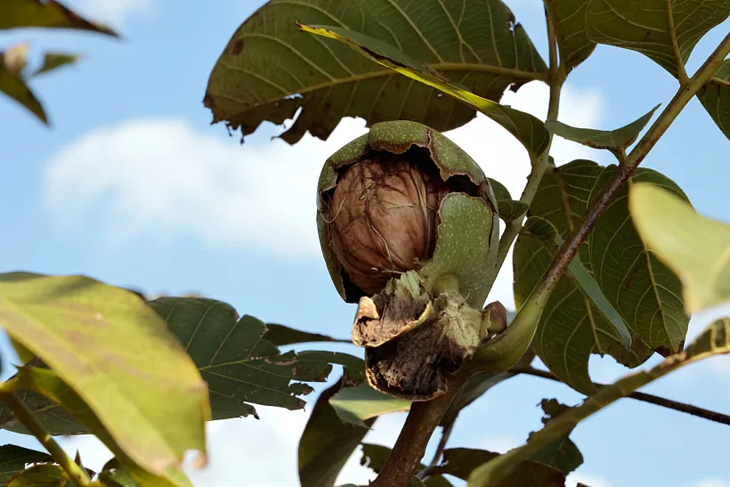 В&nbsp;Нальчике высадят сотню грецких орехов для&nbsp;&laquo;Сада памяти&raquo;