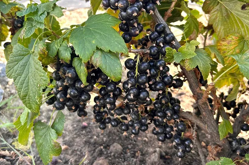 Ученые из&nbsp;Бурятии вывели новый сорт смородины