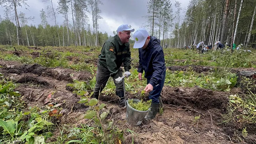 В&nbsp;Заречном округе Свердловской области высадили 5,6&nbsp;тысячи сеянцев деревьев