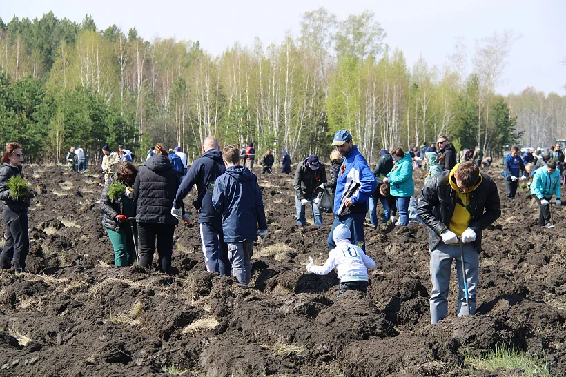 Почти 13&nbsp;тыс. сосен высадили в&nbsp;Омской области