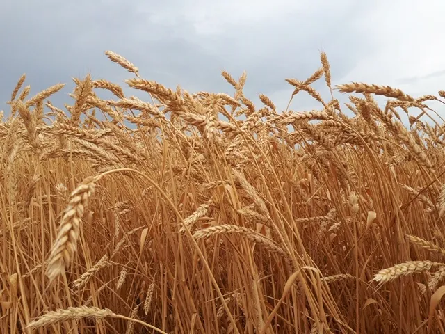 Сорта растений Саратовской области вошли в&nbsp;реестр селекционных достижений