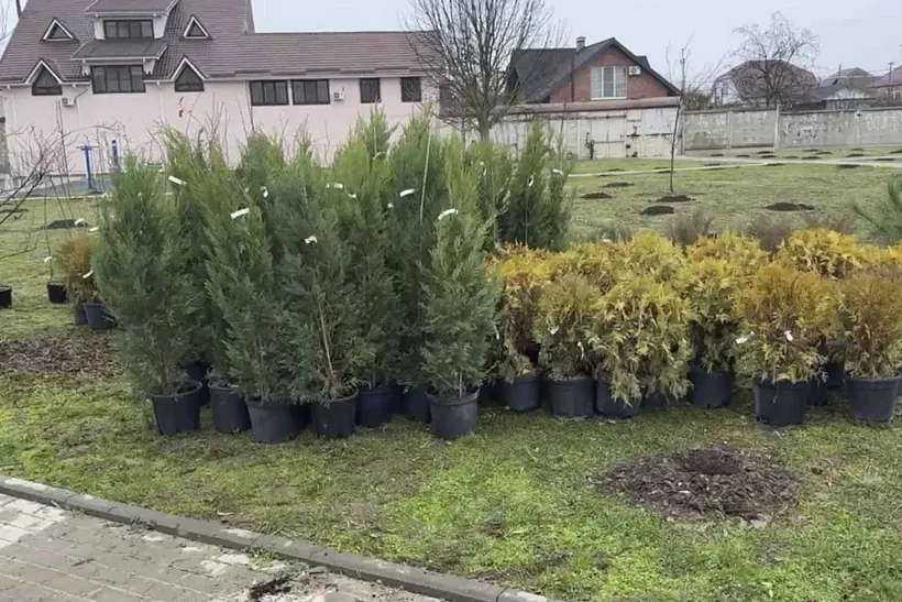 На&nbsp;пляже Тимашевска Краснодарского края посадили новые деревья