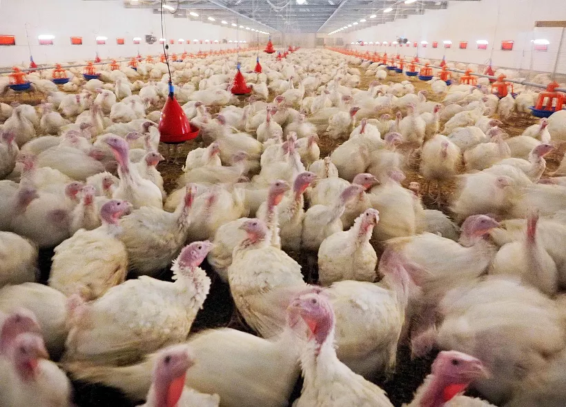Томская область экспортировала более 13&nbsp;тысяч тонн продукции животноводства