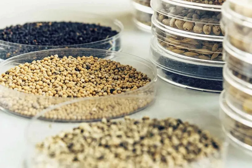 Татарстан с&nbsp;начала года почти втрое увеличил экспорт масличных культур