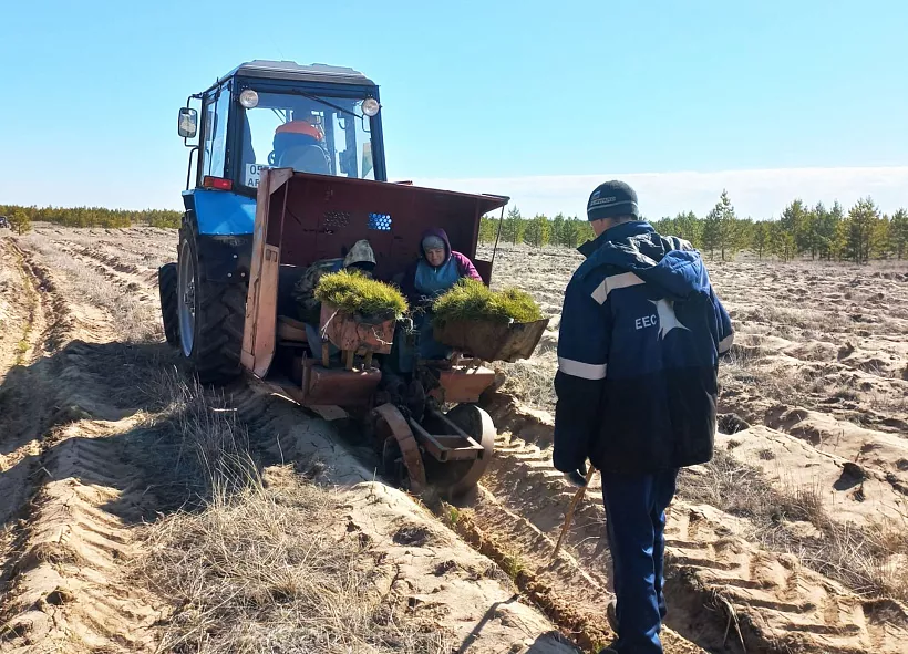 В&nbsp;Алтайском крае на&nbsp;90% выполнены весенние посадки леса