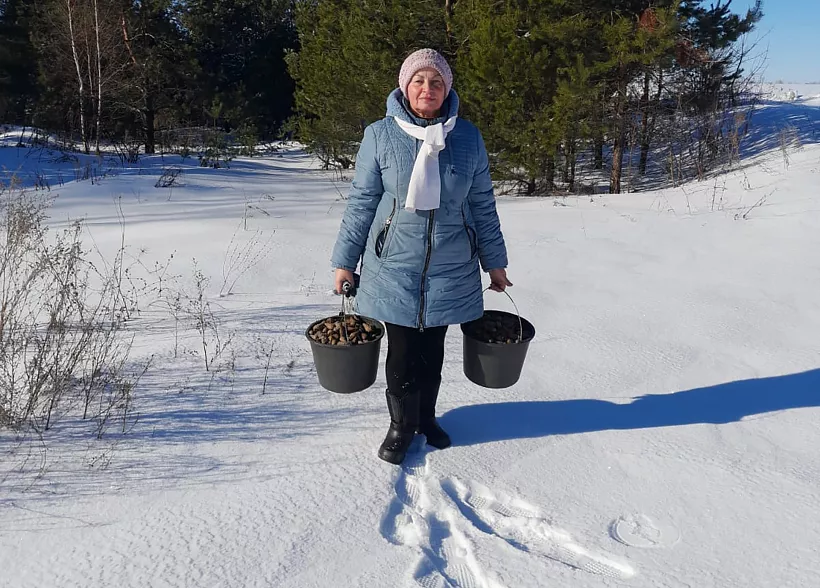 В&nbsp;Орловской области заготавливают шишки для&nbsp;восстановления леса