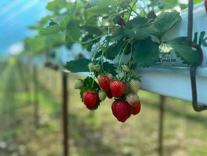 Урожай тепличной клубники начали собирать в&nbsp;Хабаровском крае
