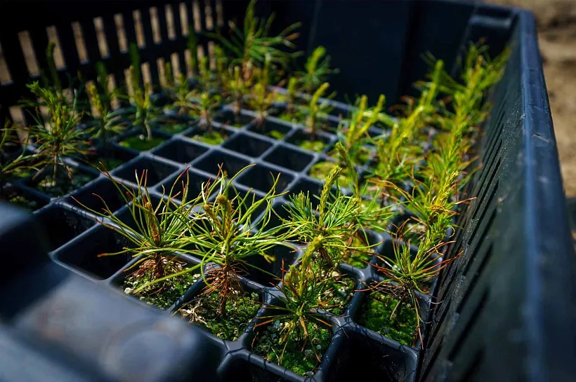 В&nbsp;Югре восстановили более 26&nbsp;тысяч гектаров леса