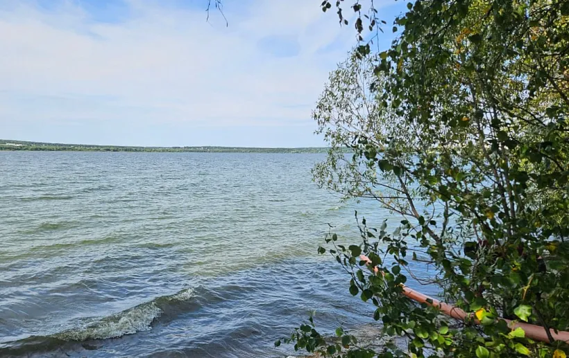 В&nbsp;водохранилище возле Челябинска выпустили более 200&nbsp;тысяч мальков сазана