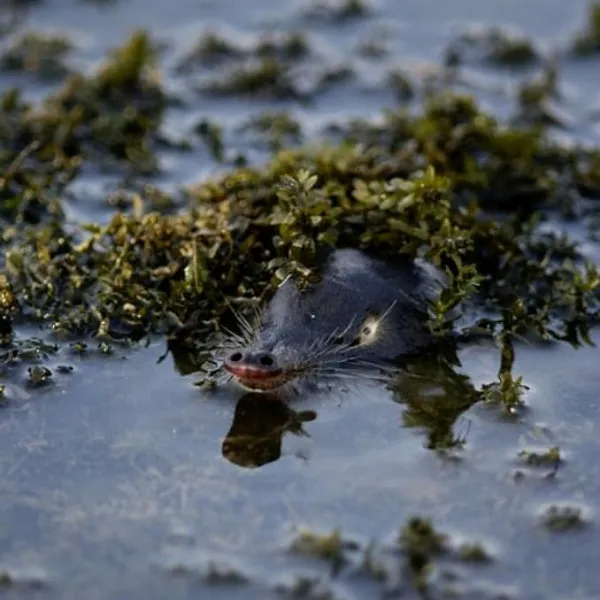 Экологи Рязанской области поделились опытом сохранения популяции выхухоли