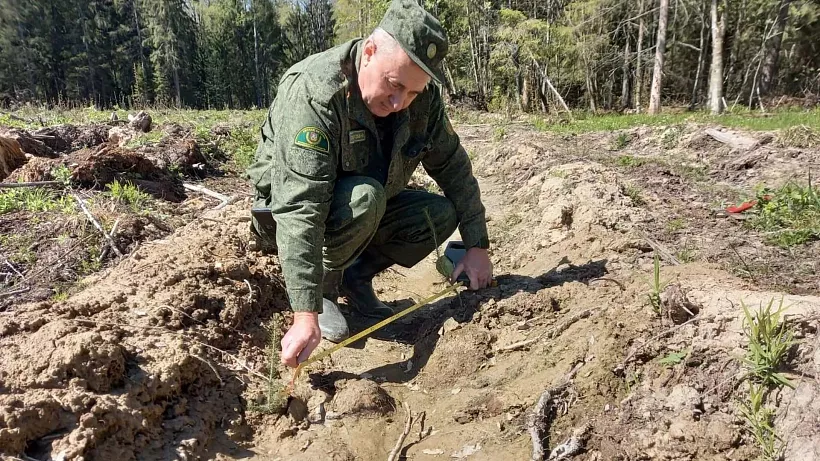 В&nbsp;Подмосковье в&nbsp;Волоколамском лесничестве завершили высадку сеянцев