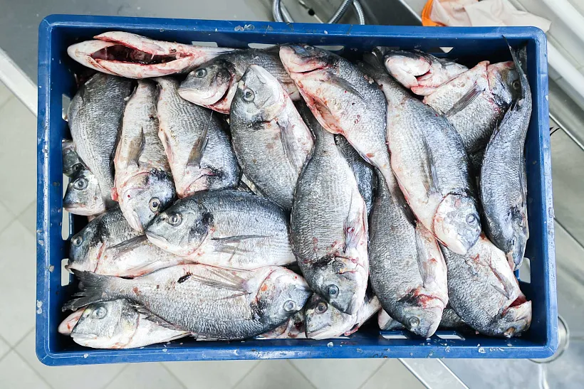 Уссурийский производитель рыбы нарастит выпуск продукции