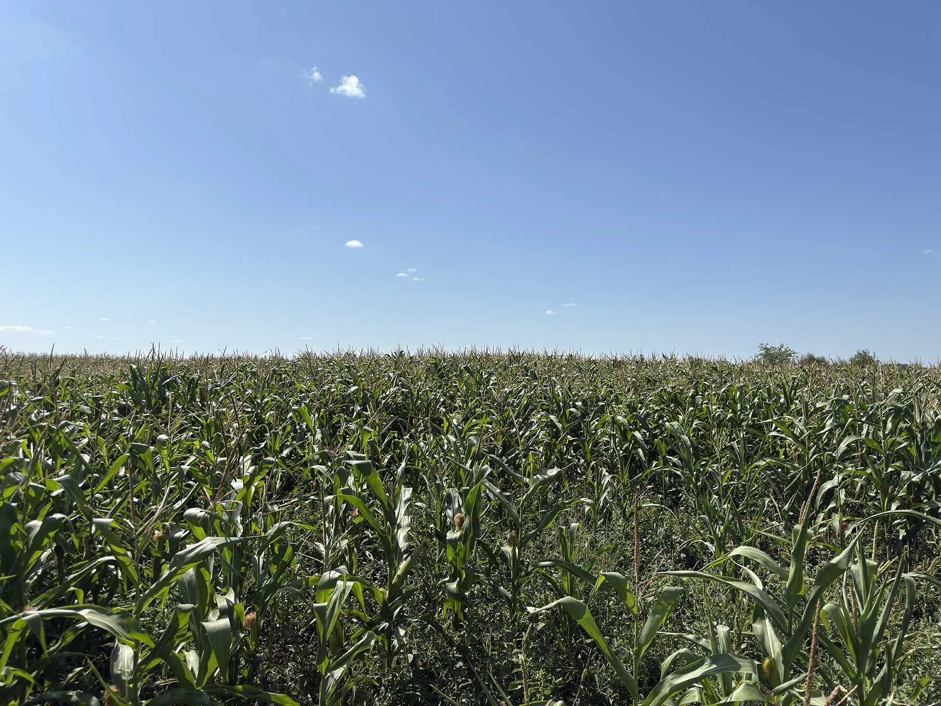 ФГБОУ ВО Вавиловский университет