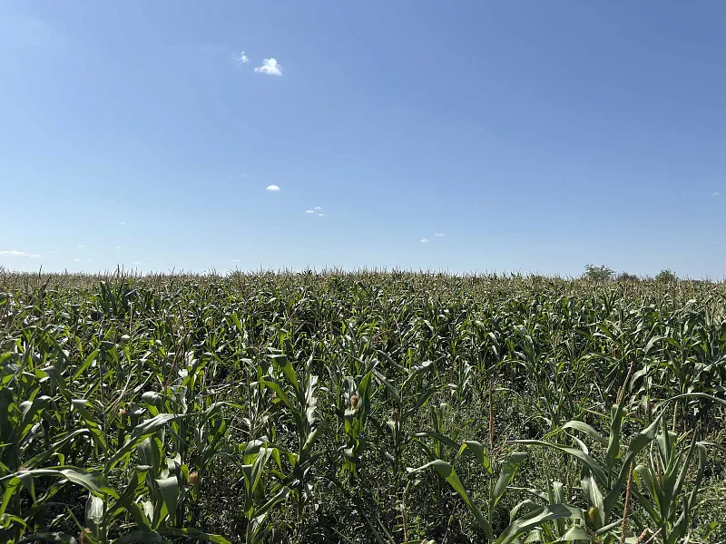 В&nbsp;саратовском вузе создали интегрированную защиту сельхозкультур