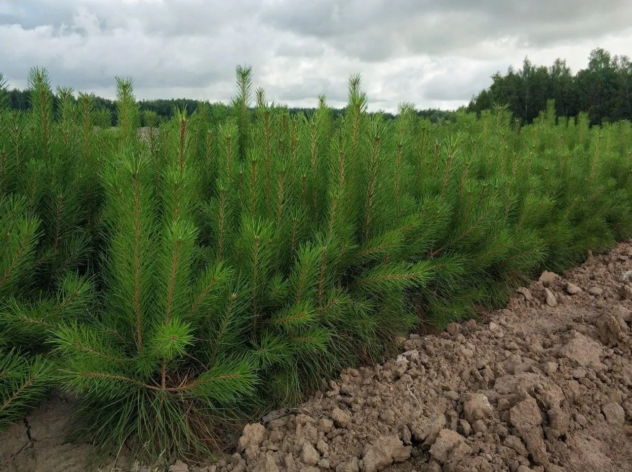 Министерство информации и молодежной политики Московской области