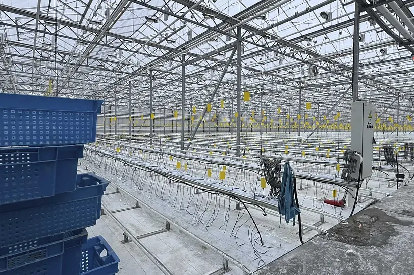 Тепличный комбинат Зеленодольского района Татарстана оптимизирует работу