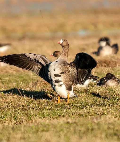 В&nbsp;Костромской области состоится экологический праздник &laquo;День гуся&raquo;
