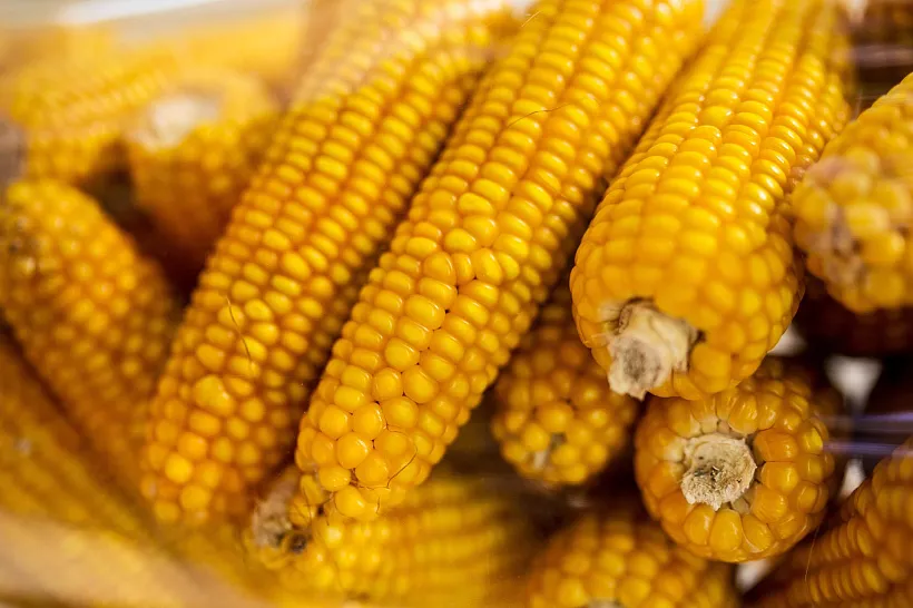 Воронежская область экспортировала более 45&nbsp;тыс. т растительной продукции