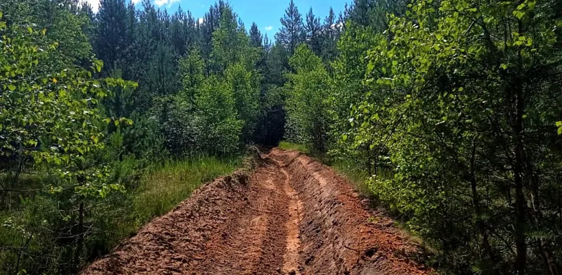 В&nbsp;лесах Орехово-Зуева обустроят более 150&nbsp;км противопожарных полос