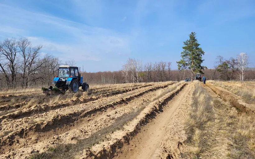 В&nbsp;Саратовской области началась посадка леса