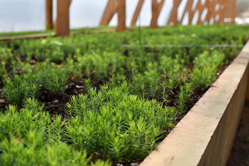 В&nbsp;Ульяновской области стартовал весенний сезон лесовосстановления