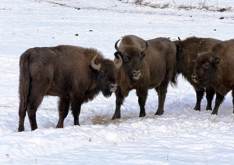 В&nbsp;Усть-Кубинском районе Вологодской области прошел тур для&nbsp;блогеров