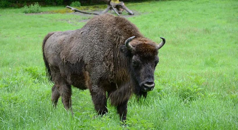 В&nbsp;чеченском селе Алхан-Кала прошло мероприятие, посвященное Красной книге