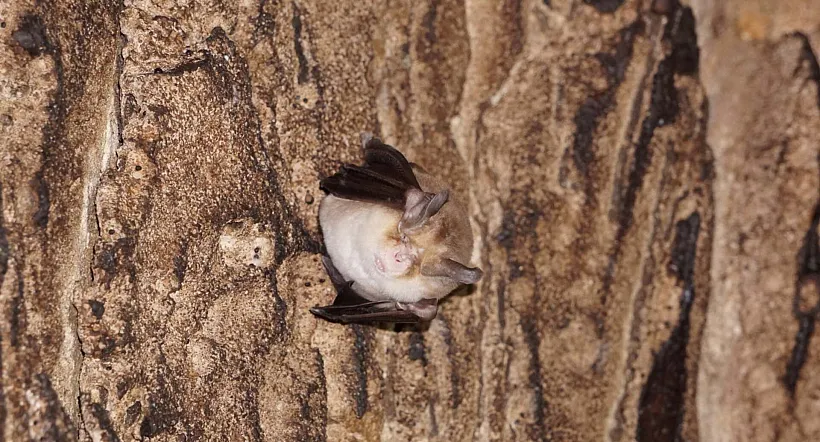 Пензенские ученые помогут сохранить редкий вид летучих мышей в&nbsp;России