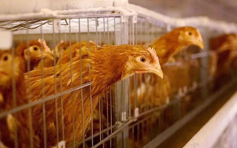 Птицефабрика из&nbsp;Челябинской области ускорила выпуск продукции