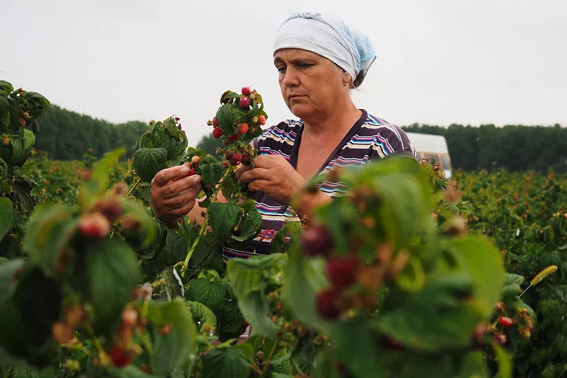 В&nbsp;Липецкой области грант &laquo;Агростартап&raquo; получат 27&nbsp;фермеров