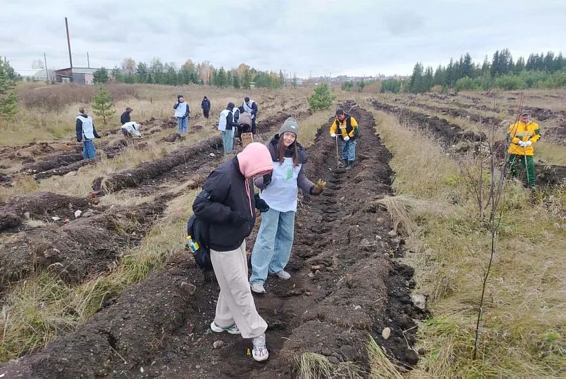 Жители Красноярского края высадили более 400&nbsp;тысяч деревьев