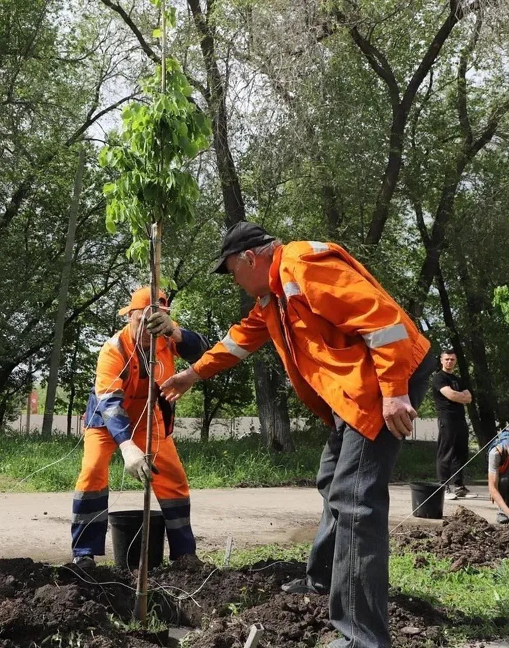 Более 100&nbsp;берез и&nbsp;лип высадили на&nbsp;улицах Гагарина и&nbsp;Мориса Тореза в&nbsp;Самаре