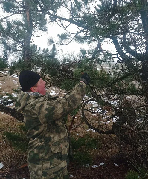В&nbsp;Крыму началась заготовка семян хвойных лесных растений