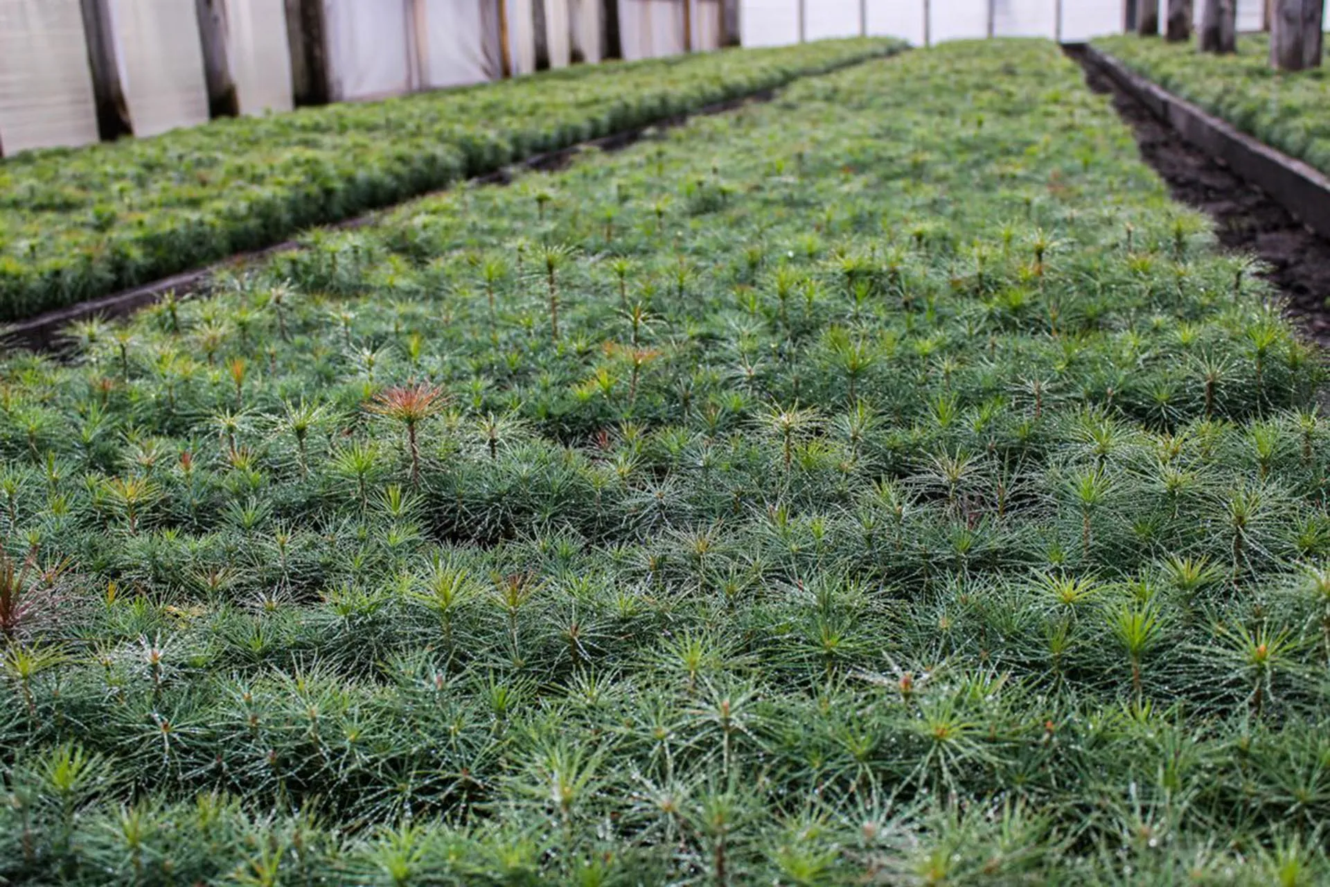 Управление лесами Брянской области