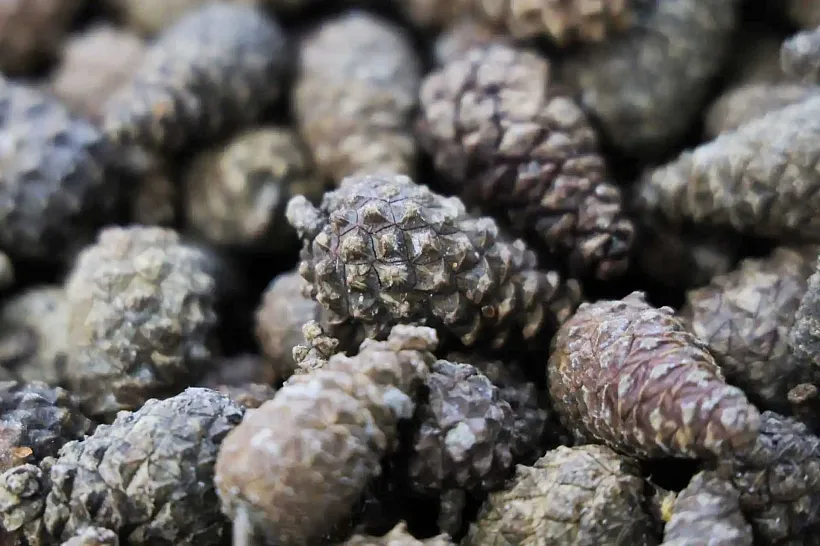 В&nbsp;Вологодской области собрали более 55&nbsp;тонн шишек для&nbsp;восстановления лесов