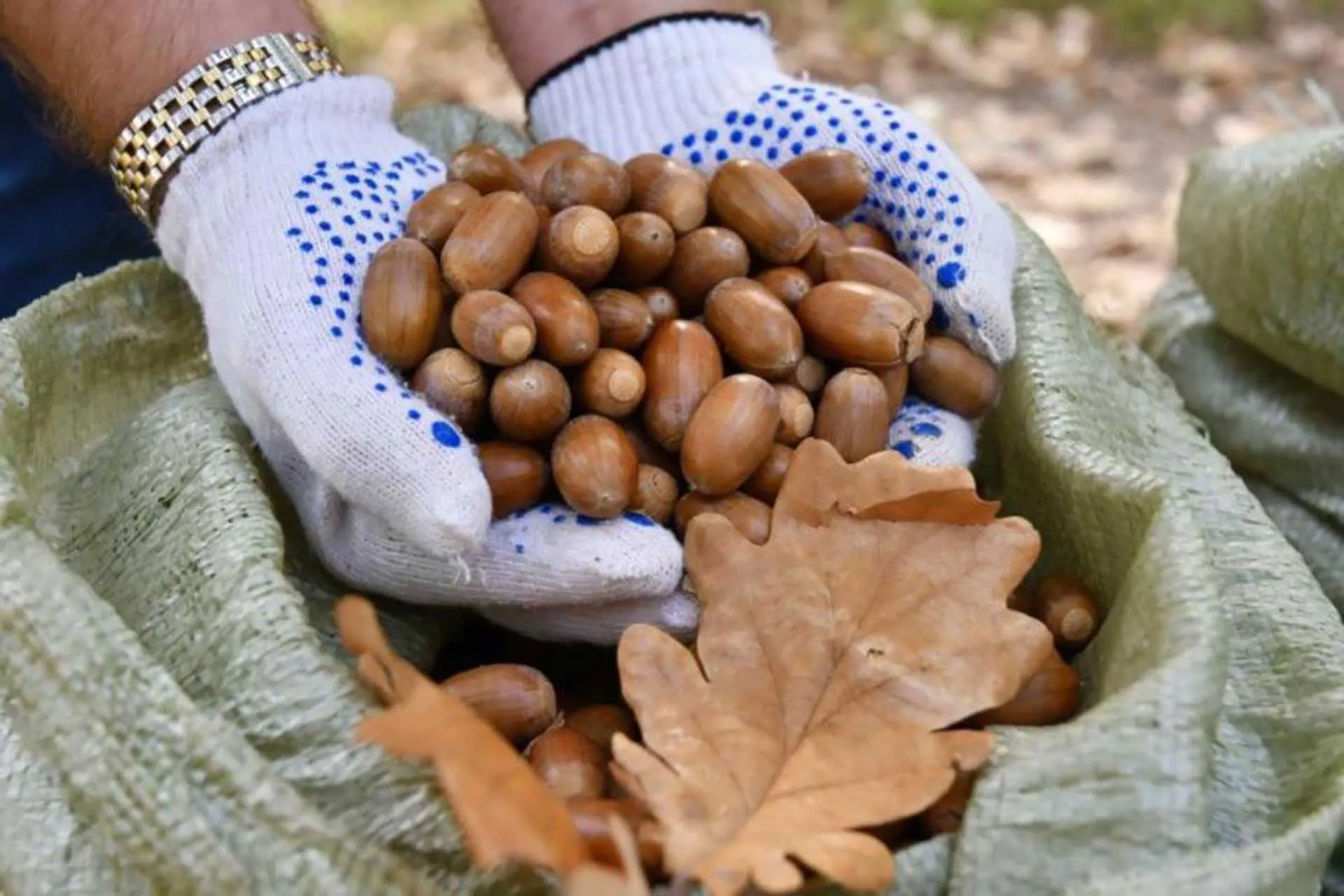 Министерство лесного хозяйства Воронежской области
