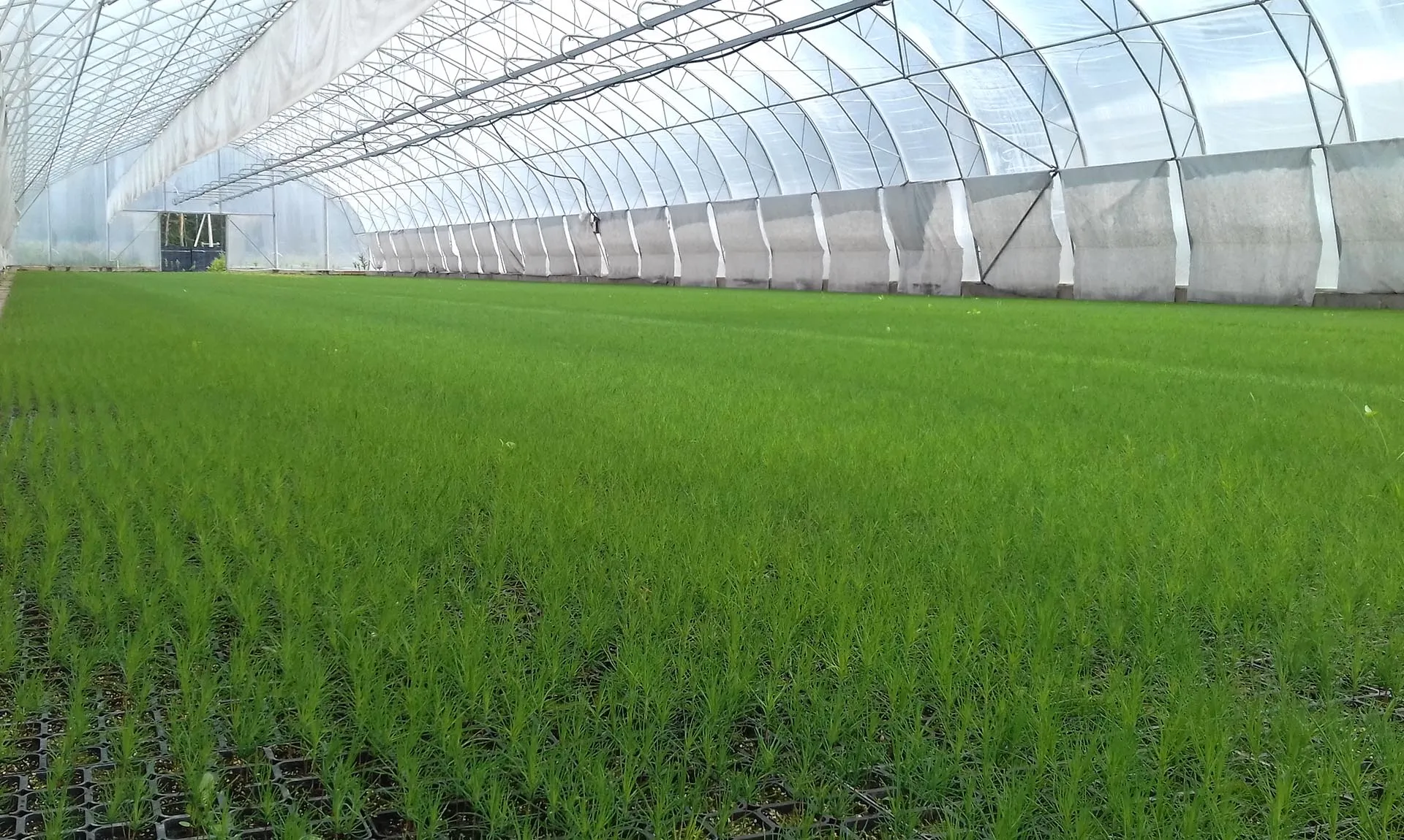 Министерство лесного хозяйства Воронежской области