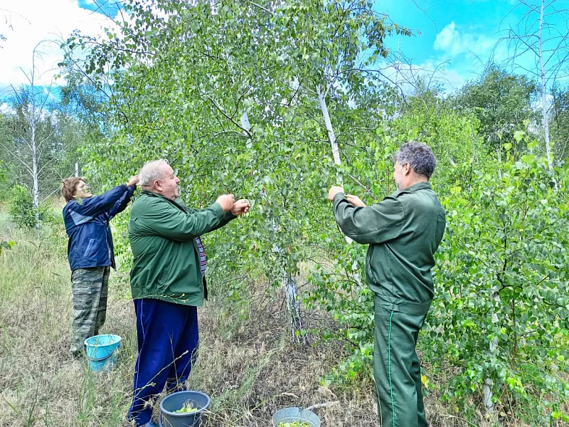 В&nbsp;Воронежской области начался сбор семян березы
