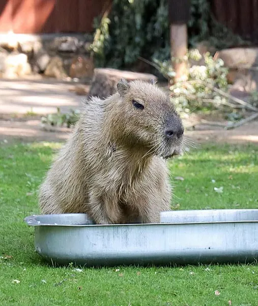 Для&nbsp;москвичей подготовили викторину о&nbsp;капибарах