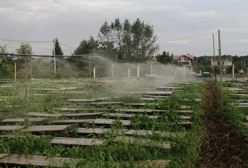 В&nbsp;Краснодарском крае создадут ферму по&nbsp;выращиванию улиток