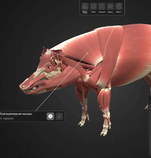 В&nbsp;Самаре создали 3D-атлас анатомии свиньи для&nbsp;школьников и&nbsp;студентов