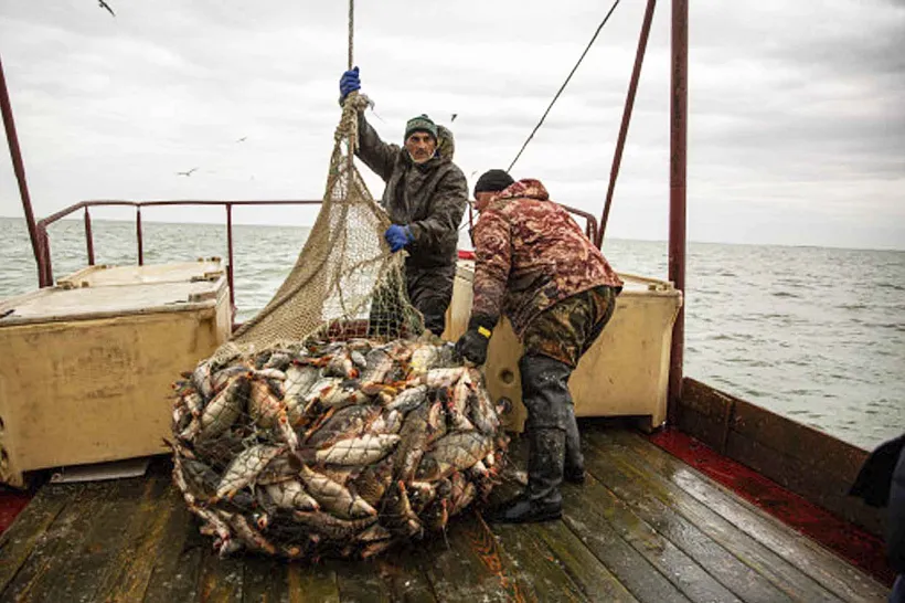 С&nbsp;начала года Новосибирская область экспортировала 386&nbsp;тонн рыбы