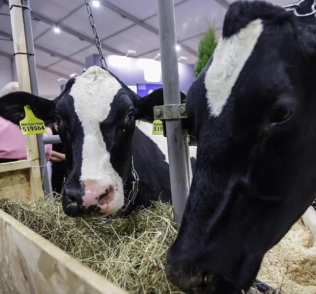 Еще&nbsp;8&nbsp;фермеров получат гранты на&nbsp;развитие хозяйств в&nbsp;Подмосковье