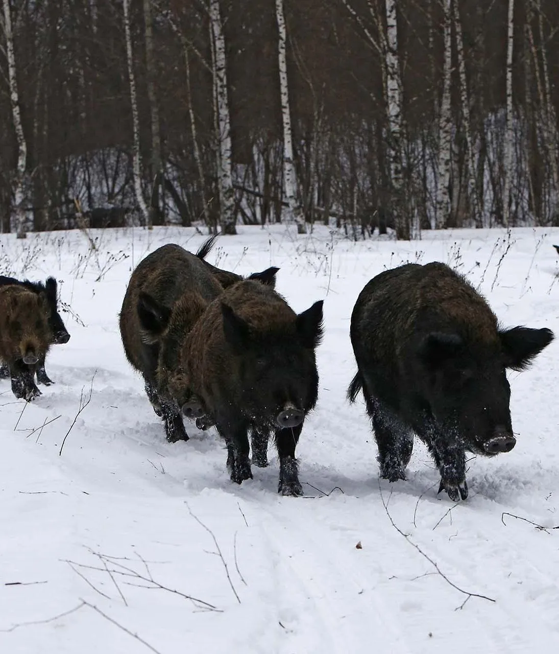 В&nbsp;Ярославской области начался зимний учет диких животных
