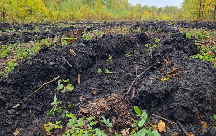 В&nbsp;Майнском лесничестве Ульяновской области посадили 6600&nbsp;берез
