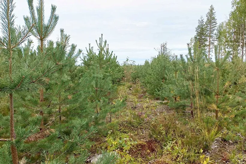 В&nbsp;Карелии приживаемость высаженных сеянцев сосны и&nbsp;ели превысила 82%