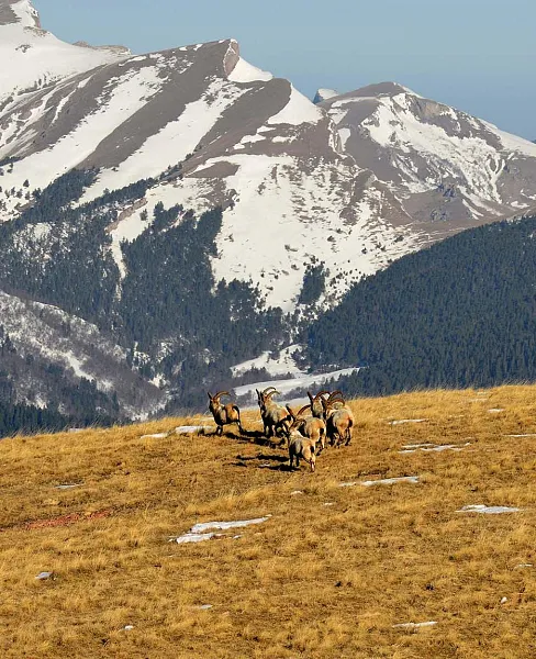 Госдума приняла в&nbsp;первом чтении законопроекты о&nbsp;правовом регулировании ООПТ