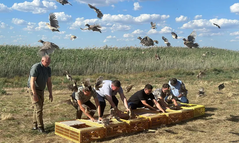 На&nbsp;Дону более 1500&nbsp;особей фазана было выпущено в&nbsp;природу