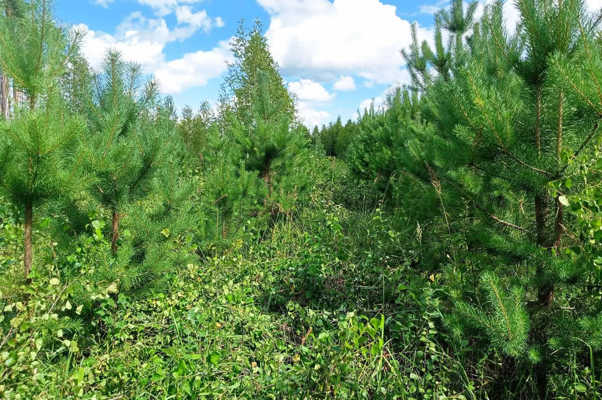 Администрации Главы и Правительства Республики Мордовия