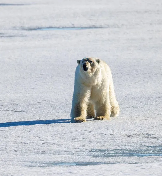 В&nbsp;заповеднике &laquo;Остров Врангеля&raquo; завершили наземный учет белых медведей